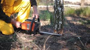 Seasonal Cleanup (Spring/Fall) in Boyne City, MI