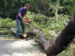 How Our Tree Care Process Works  in  Boyne City, MI