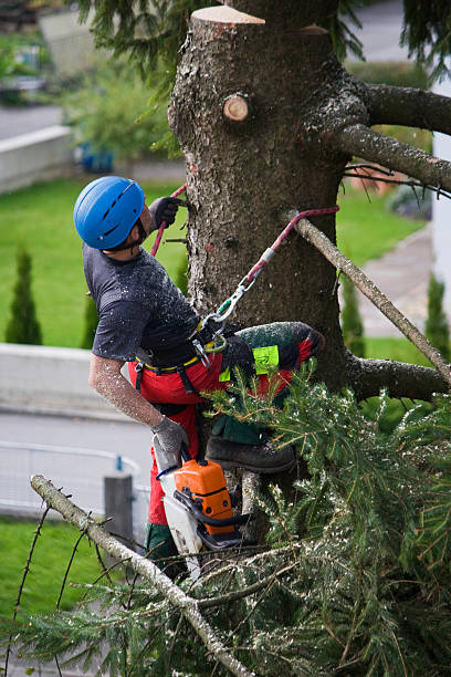 Best Tree Cabling and Bracing  in Boyne City, MI